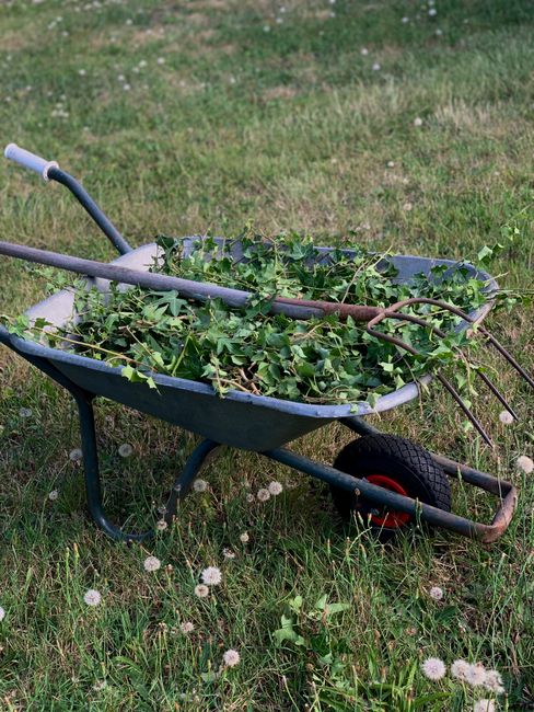 草むしりで集めた雑草が入った一輪車と熊手