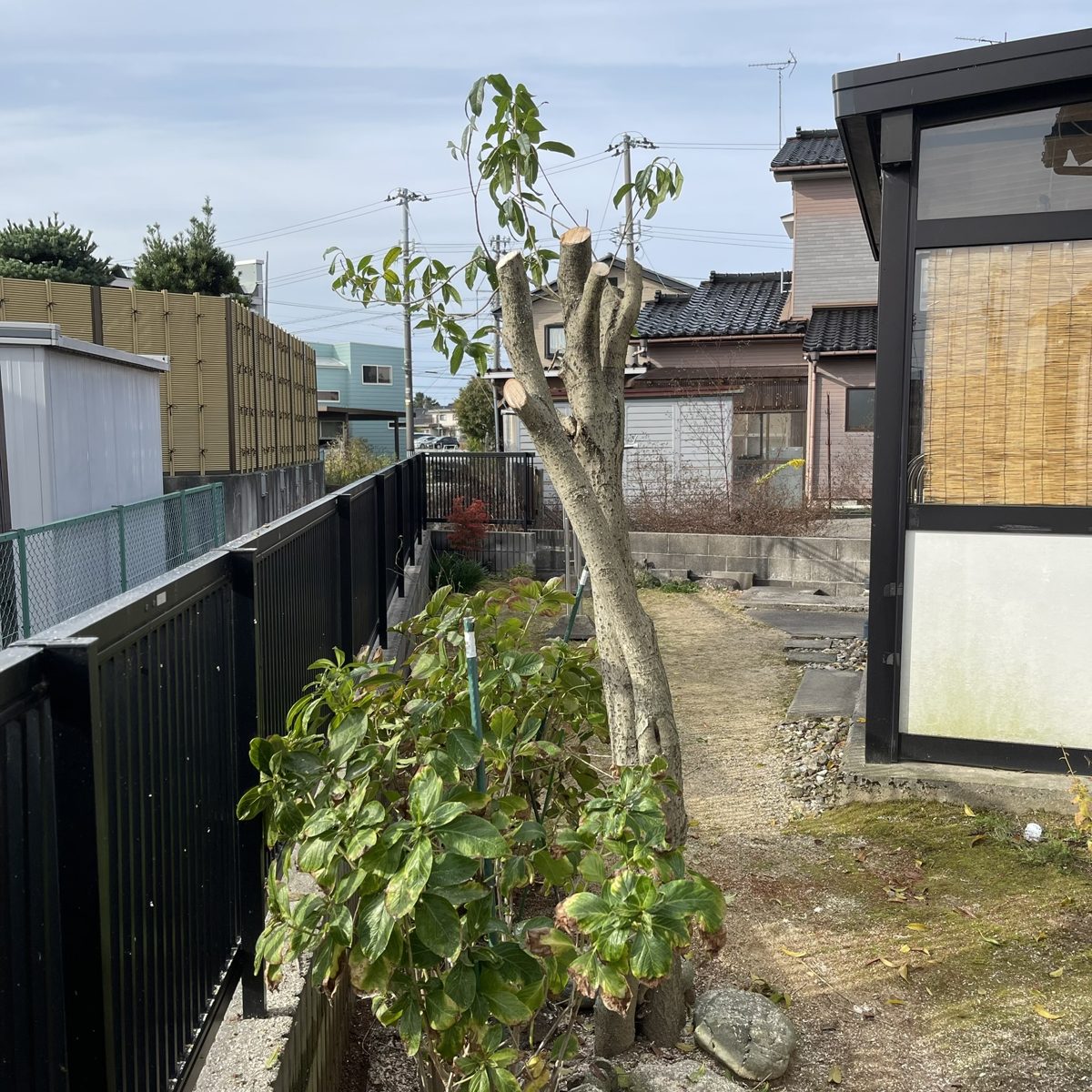 幹を残して大きく切り詰めた強剪定の後の庭木（暮らしのサポートの作業写真）