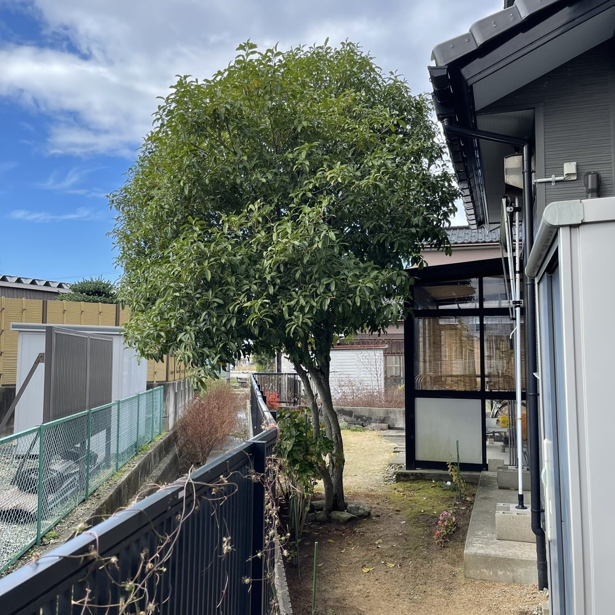 剪定前の庭木。枝葉が大きく広がり、建物や通路に迫っている状態（暮らしのサポートの作業写真）